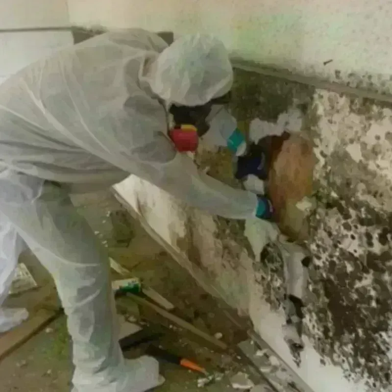 Mold Remediation and Removal in Alfred, ME